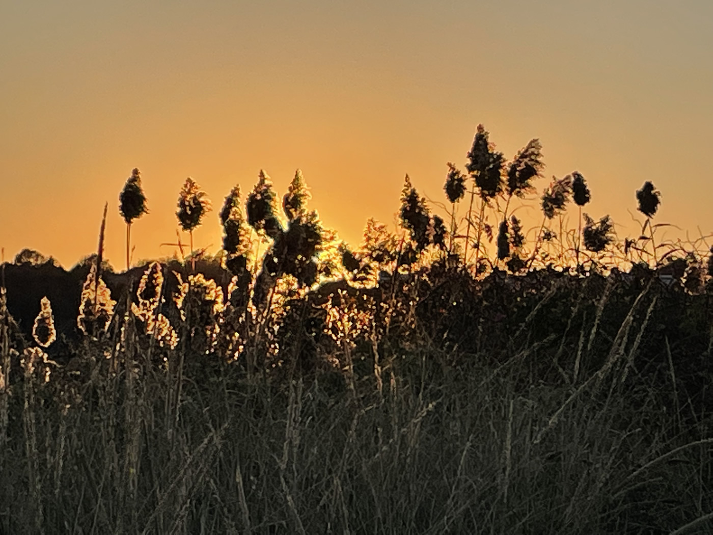 beach-grass-cape-cod